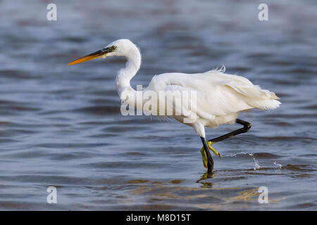 Wadende witte vorm Westelijke Rifreiger; Wading white morph di Western Reef heron Foto Stock