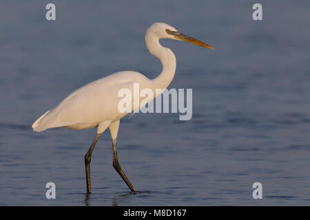 Wadende witte vorm Westelijke Rifreiger; Wading white morph di Western Reef heron Foto Stock