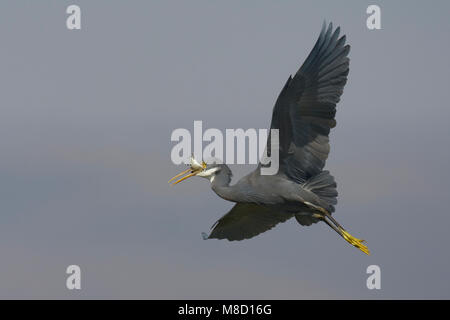 Donkere vorm Westelijke Rifreiger; Dark morph Western Reef heron Foto Stock