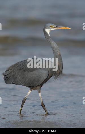 Donkere vorm Westelijke Rifreiger; Dark morph Western Reef heron Foto Stock