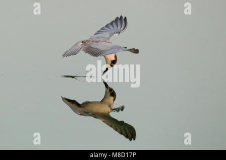 Juveniele Witwangstern in de vlucht; capretti mignattino piombato in volo Foto Stock