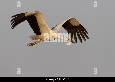 In Ooievaar de vlucht; Cicogna bianca in volo Foto Stock