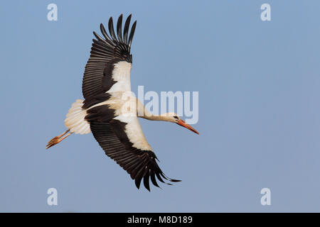 In Ooievaar de vlucht; Cicogna bianca in volo Foto Stock
