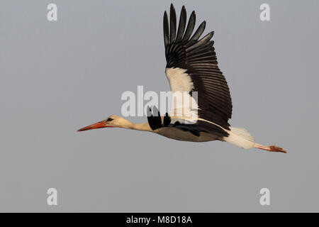 In Ooievaar de vlucht; Cicogna bianca in volo Foto Stock