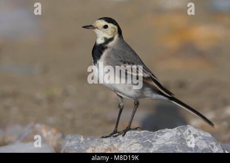 Volwassen Witte kwikstaart; Adulti Wagtail bianco Foto Stock