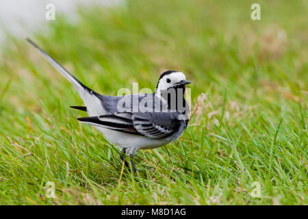 Witte kwikstaart aan de grond; bianco Wagtail sul terreno Foto Stock