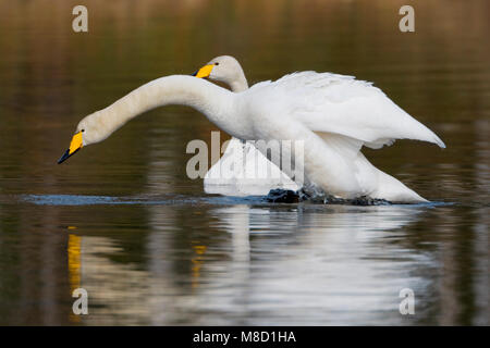 Baltsend paartje Wilde Zwanen; coppia di cigni Whooper nel display Foto Stock