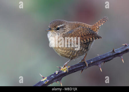 Winterkoning zittend op tak, Winter Wren appollaiato sul ramo Foto Stock