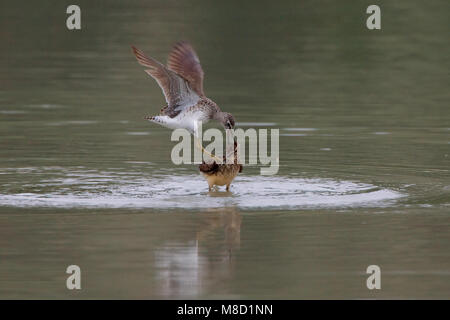 Juveniele Bosruiter; capretti Wood Sandpiper Foto Stock