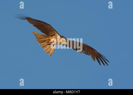 In Geelsnavelwouw de vlucht; giallo-fatturati Kite in volo Foto Stock