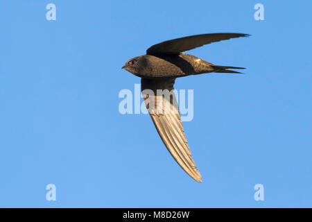 Gierzwaluw; Comune Swift Foto Stock