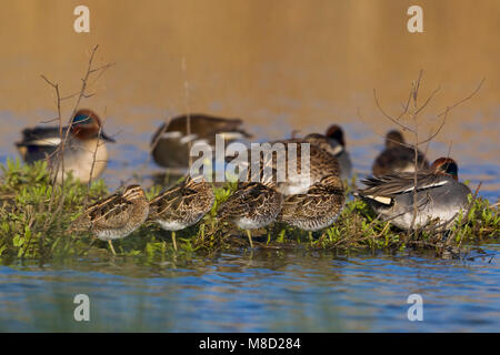 Wintertaling, comune Teal Foto Stock