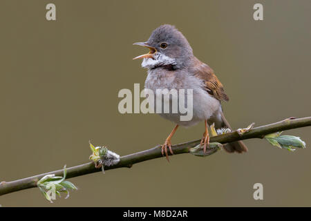 Zingende Grasmus; cantare Whitethroat comune Foto Stock