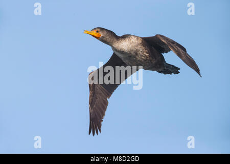 Geoorde Aalscholver; doppio-crestato; cormorano Phalacrocorax auritus Foto Stock