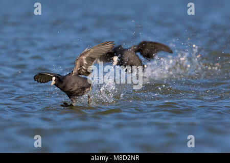 Meerkoet vechtend; Eurasian Coot combattimenti Foto Stock