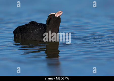 Meerkoet drinkend; Eurasian Coot bere Foto Stock