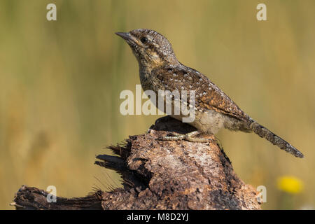 Draaihals; Eurasian spasmodico Foto Stock