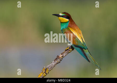 Bijeneter, Europea gruccione, Merops apiaster Foto Stock