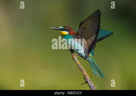 Bijeneter, Europea gruccione, Merops apiaster Foto Stock