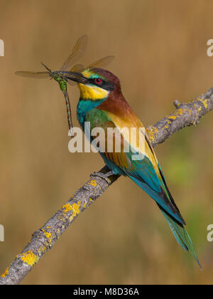 Bijeneter, Europea gruccione, Merops apiaster Foto Stock