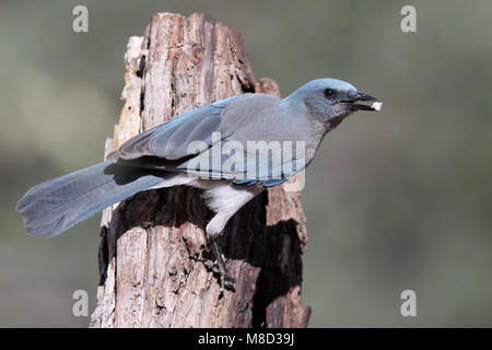 Adulto Pima Co., AZ Aprile 2009 Foto Stock