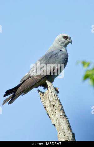 Adulto Harris Co., TX Giugno 2005 Foto Stock