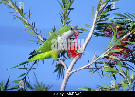 Adulto Miami-Dade Co., FL Marzo 2003 Foto Stock