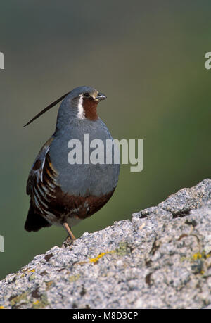 Adulto maschio mono Co., CA Giugno 2003 Foto Stock