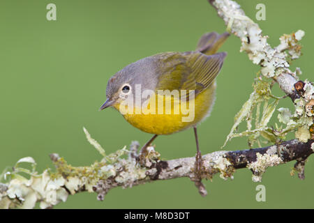 Maschio adulto Galveston Co., TX Aprile 2011 Foto Stock