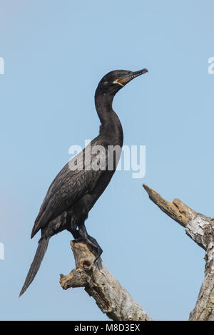 Riproduttori adulti Galveston Co., TX Aprile 2012 Foto Stock