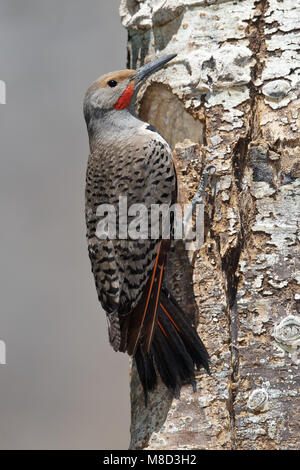 Mannetje Goudspecht hakt nesthol, maschio sfarfallio del Nord rosso-scopare morph rendendo foro di nesting Foto Stock