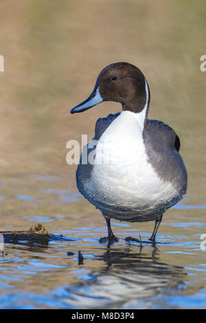 Maschio adulto Colusa Co., CA Dicembre 2012 Foto Stock