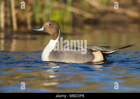 Maschio adulto Colusa Co., CA Dicembre 2012 Foto Stock