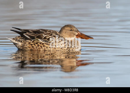 Femmina adulta Colusa Co., CA Dicembre 2012 Foto Stock