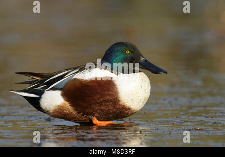 Maschio adulto Maricopa Co., AZ Gennaio 2015 Foto Stock