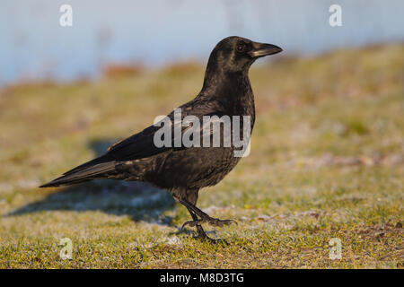 Adulto re Co., WA Gennaio 2013 Foto Stock