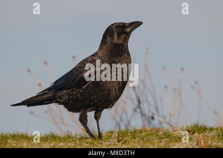 Adulto re Co., WA Gennaio 2013 Foto Stock