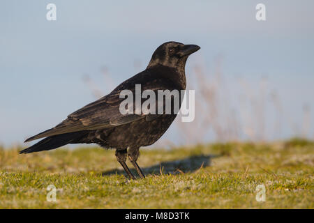 Adulto re Co., WA Gennaio 2013 Foto Stock