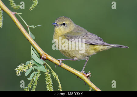 Adulto Riverside Co., CA Aprile 2012 Foto Stock