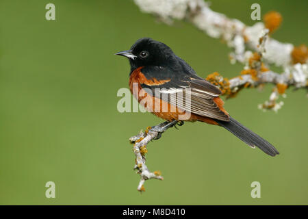 Adulti riproduttori maschi Galveston Co., TX Aprile 2008 Foto Stock