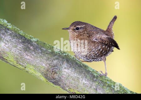 Adulto re Co., WA Gennaio 2013 Foto Stock