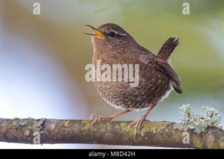 Adulto re Co., WA Gennaio 2013 Foto Stock