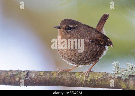 Adulto re Co., WA Gennaio 2013 Foto Stock