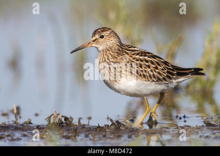 Juveniele Gestreepte Strandloper, capretti Pectoral Sandpiper Foto Stock