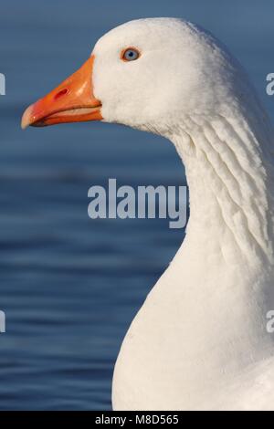 Portret van Kop van tamme gans, ritratto della testa di oca domestica Foto Stock