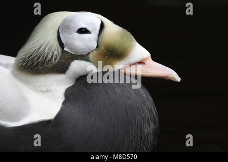 Mannetje Brileider close-up; maschio Spectacled Eider close up Foto Stock