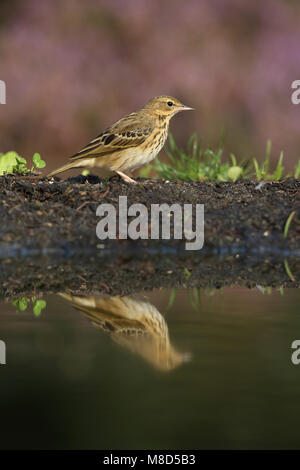 Boompieper bij drinkpoel, Tree Pipit al sito potabile Foto Stock