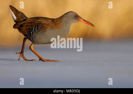 Waterral lopend op ijs; acqua Ferrovia Passeggiate sul ghiaccio Foto Stock