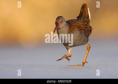 Waterral lopend op ijs; acqua Ferrovia Passeggiate sul ghiaccio Foto Stock