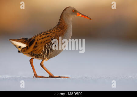 Waterral lopend op ijs; acqua Ferrovia Passeggiate sul ghiaccio Foto Stock